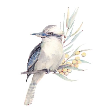 Watercolor bird illustration. Wildlife of Australia. Perfect for posters, cards, prints. clipart