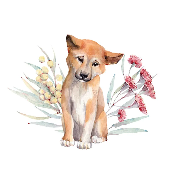 Akvarell Dingó Kutya Illusztráció Ausztrália Vadvilága Tökéletes Plakát Kártya Nyomtatás — Stock Fotó