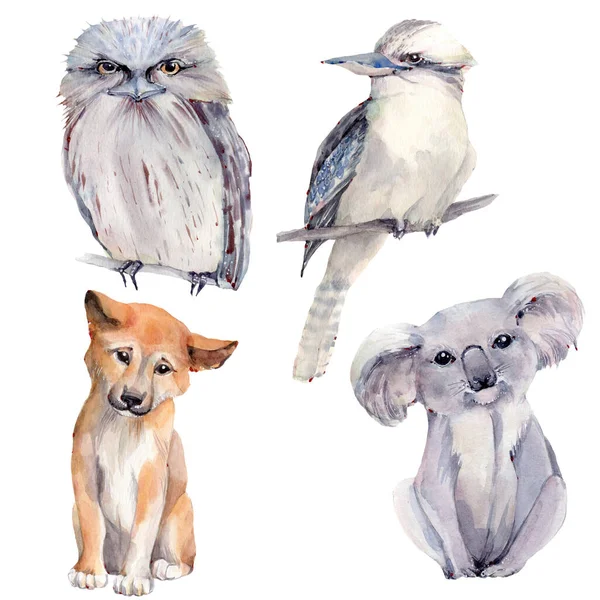 Akvarell Ausztrál Állatok Berds Illusztráció Ausztrália Vadvilága Tökéletes Poszterek Kártyák — Stock Fotó