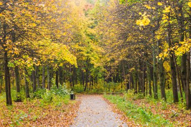 Sonbahar parkında renkli yapraklar
