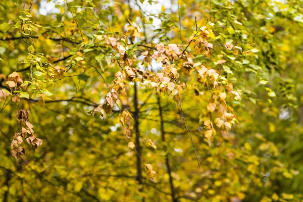 Bäume im Herbst — Stockfoto