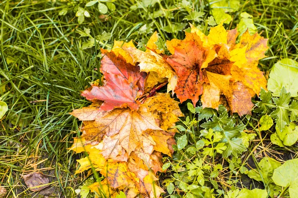 Coloridas hojas de arce de otoño sobre un fondo de hierba verde. Vista superior —  Fotos de Stock