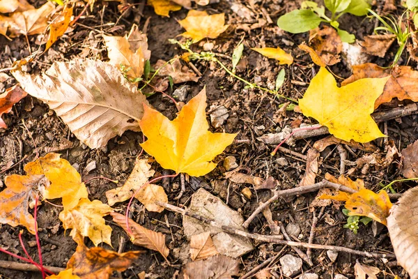 Fondo de otoño de hojas caídas —  Fotos de Stock