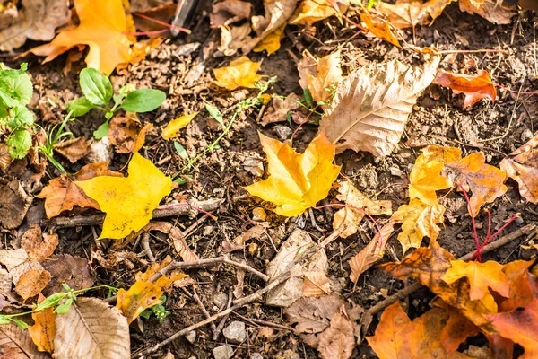 Fondo de otoño de hojas caídas —  Fotos de Stock