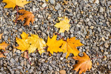 arka plan sonbahar yaprakları