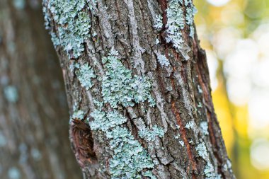 Treebark turkuaz moss ile