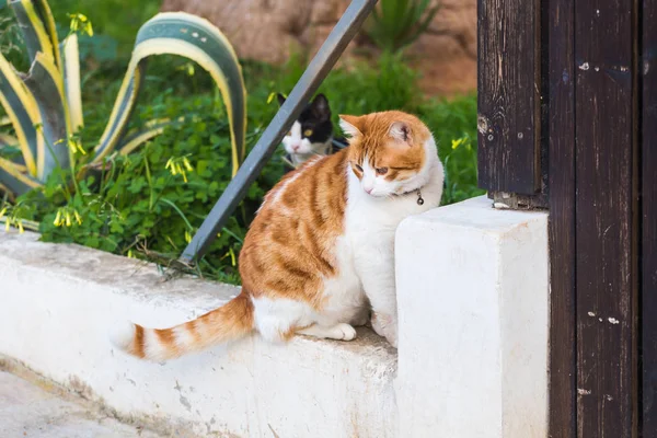 Kedi portre yakalı — Stok fotoğraf