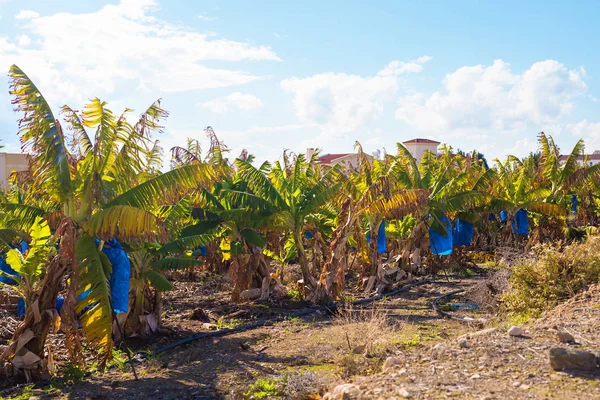 Банановые плантации, покрытые сеткой на Кипре — стоковое фото