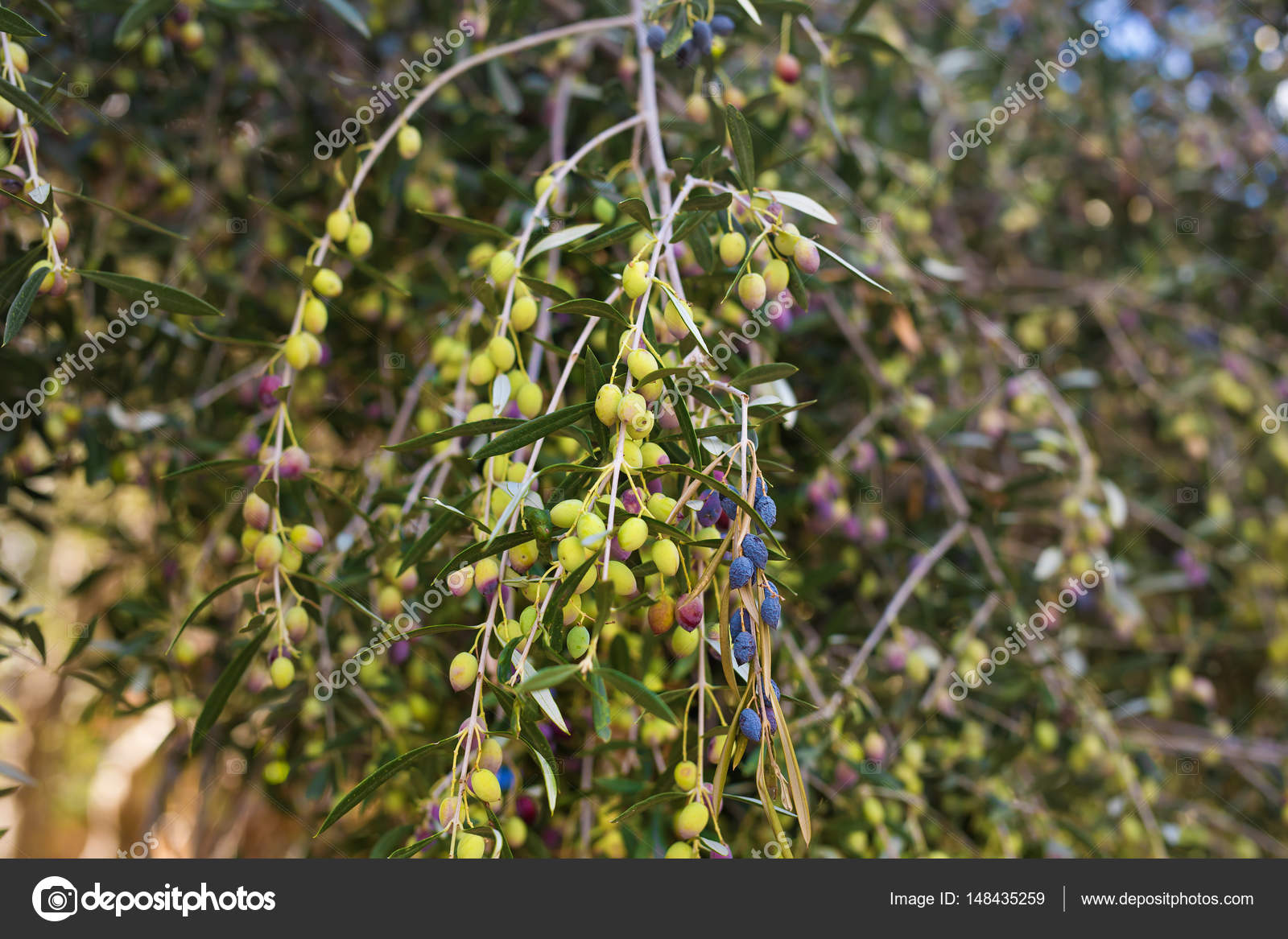 Branch of olive tree with fruits and leaves, natural agricultural food