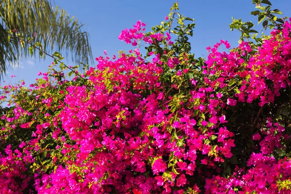 Rózsaszín oleander vagy Adel — Stock Fotó