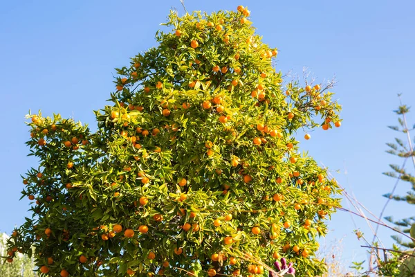 Orangenbaum mit reifen Früchten — Stockfoto