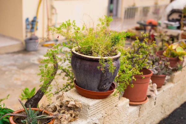 Macetas al aire libre para jardín pequeño, patio o terraza — Foto de Stock