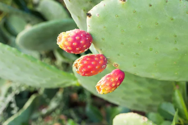 Cactus de pera espinosa con fruta —  Fotos de Stock