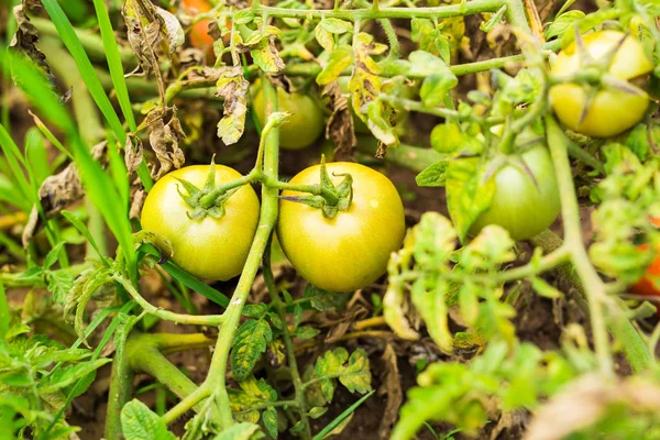 トマトの栽培。野菜の庭で熟していないトマト. — ストック写真