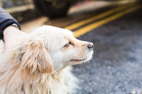 Owner caressing gently her dog — Stock Photo, Image