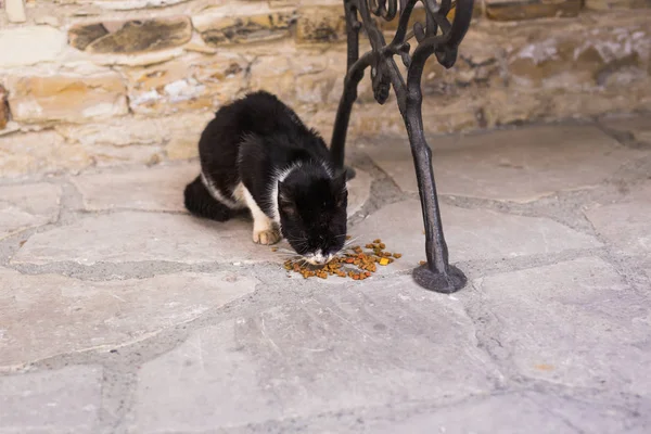 Gatto senzatetto che mangia su un cibo per gatti di strada — Foto Stock