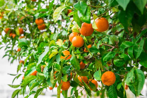 Apelsinträd med mogna frukter — Stockfoto