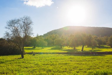 Ağaçlar, dağ ve güneş ile bahar manzara