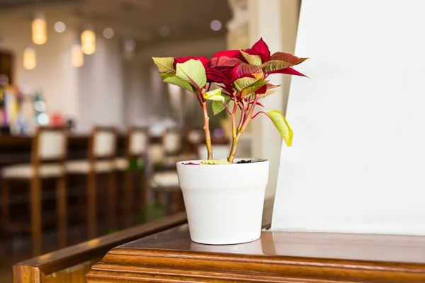 カフェでテーブルの上の植木鉢 — ストック写真