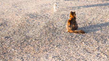 Sokakta çizgili kedi