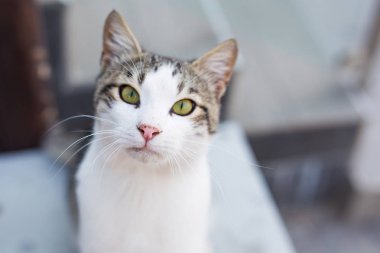 Kamera izliyor sokakta yürüyen kedi.