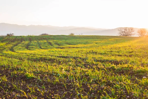 Paisagem de campo de trigo com caminho ao pôr do sol — Fotografia de Stock