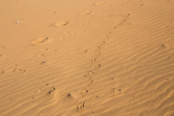 Impressão de cão na areia — Fotografia de Stock