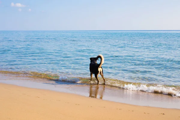 Cão andando na praia — Fotografia de Stock