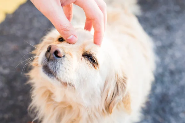 Propietario acariciando suavemente a su perro — Foto de Stock