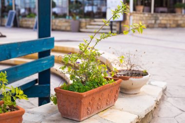 Saksı bitkileri açık yeşil