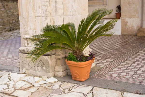 Plantas envasadas verdes ao ar livre — Fotografia de Stock