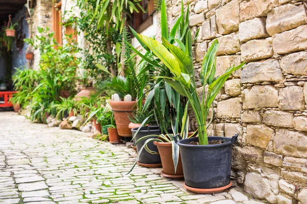 Diferentes plantas em vasos e mudas perto da entrada da florista loja — Fotografia de Stock