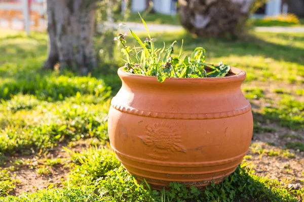 Planta verde en maceta al aire libre — Foto de Stock