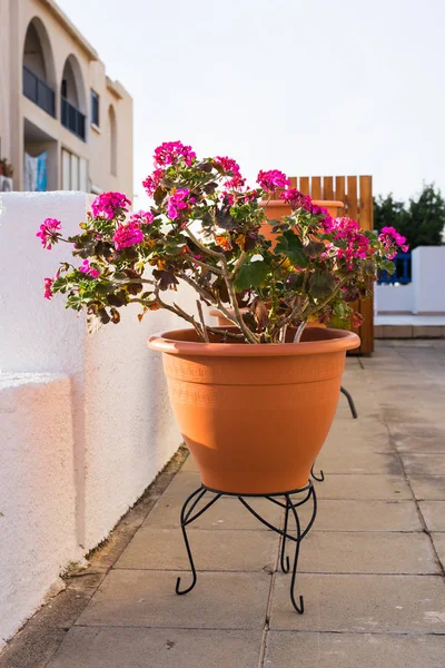 Rosa flores em vaso ao ar livre — Fotografia de Stock