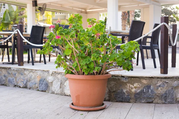 Groene potplanten buiten — Stockfoto