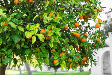 Portakal ağacı meyvesi.
