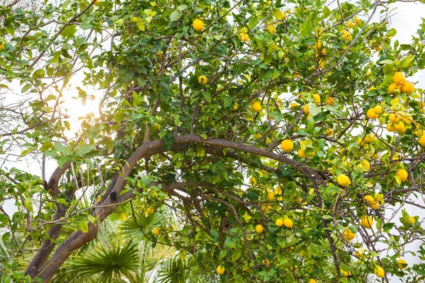 Limões maduros pendurados em uma árvore na Grécia com raios de sol brilhando através das folhas — Fotografia de Stock