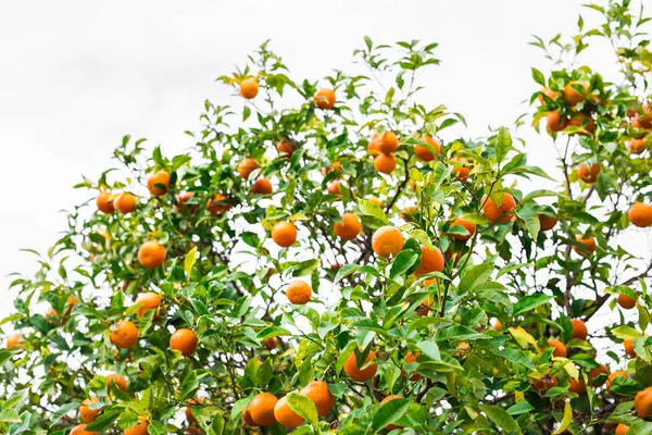 Apelsinträd planteringar — Stockfoto