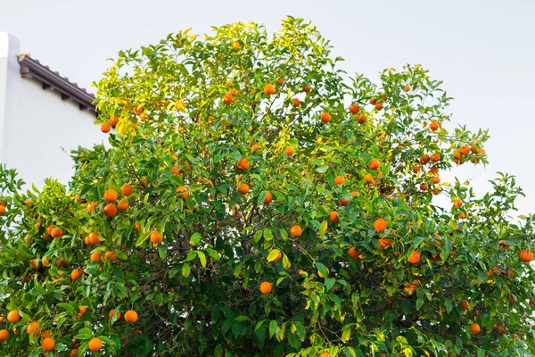 Plantações de laranjeiras — Fotografia de Stock