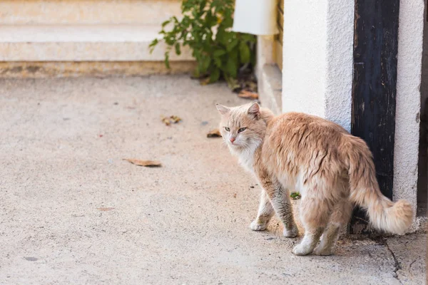 Koncepcja bezdomnych zwierząt - zabłąkać się kot brudne smutek na ulicy — Zdjęcie stockowe