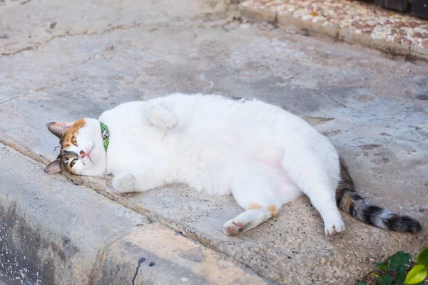 El concepto de la obesidad - el gato blanco gordo perezoso en la calle — Foto de Stock