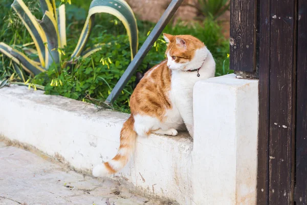 Concept of pets - Orange and white tabby cat with collar outdoor — Stock Photo, Image