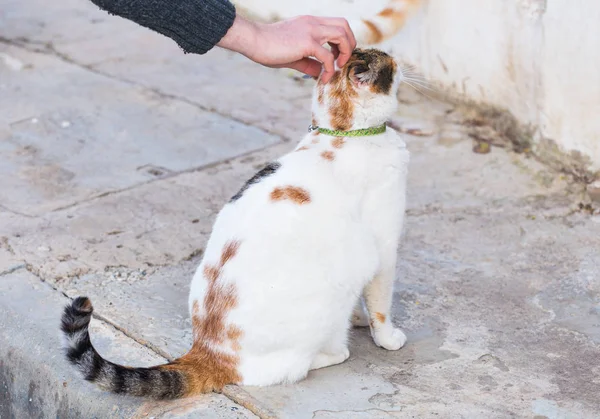 Concetto di animali domestici - Gatto tabby arancione e bianco con colletto esterno — Foto Stock