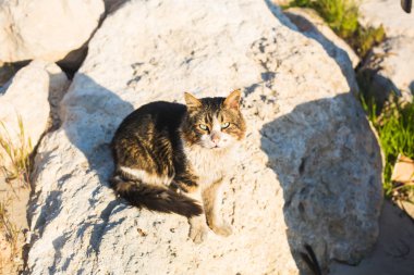 Evsiz hayvanları - sokakta başıboş kedi kavramı