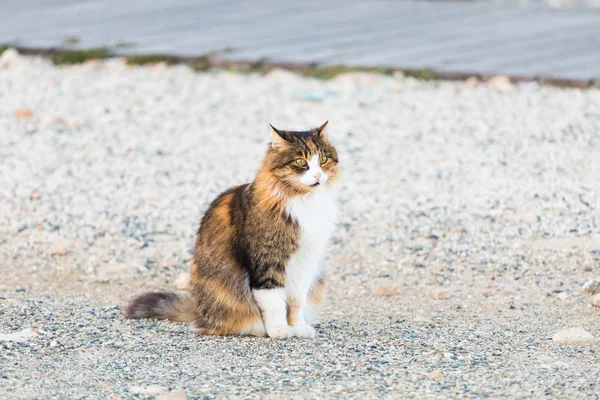 Concepto de animales sin hogar - Gato callejero en la calle — Foto de Stock