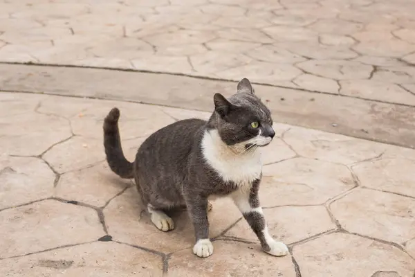 Koncepcja bezdomnych zwierząt - zabłąkać się kot na ulicy — Zdjęcie stockowe
