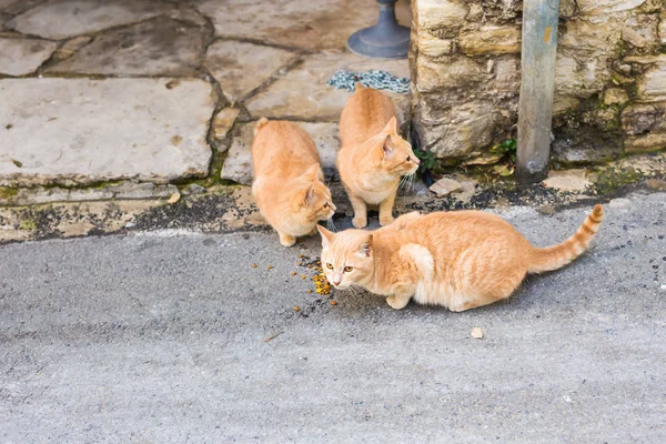 Street cats eating food - Concept of homeless animals — Stock Photo, Image