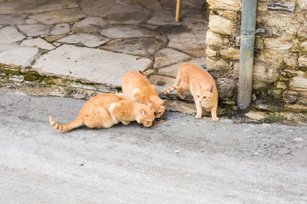Street cats eating food - Concept of homeless animals — Stock Photo, Image