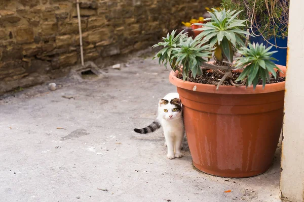 Koncepcja bezdomnych zwierząt - zabłąkać się kot ładny na ulicy — Zdjęcie stockowe