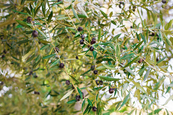 Греческая оливковая роща
